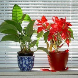 roller blinds