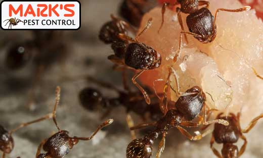 Ant Pest Control Sydney