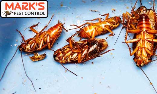Cockroach Pest Control Sydney
