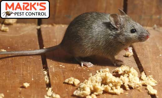 Rodent Pest Control Sydney