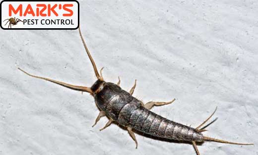 Silverfish Pest Control Sydney
