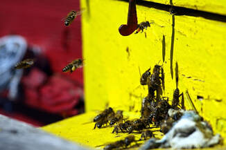 bees 16905 640 10