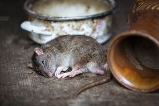 rat 2519097 640 9