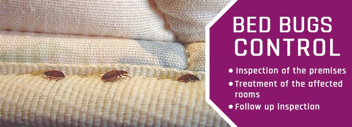 Bed Bugs Control Brisbane 3 1