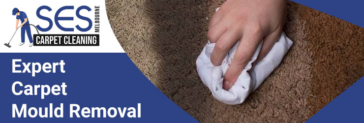 Expert Carpet Mould Removal