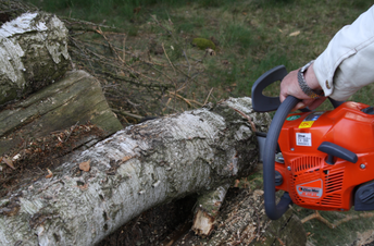 tree removal in coomera