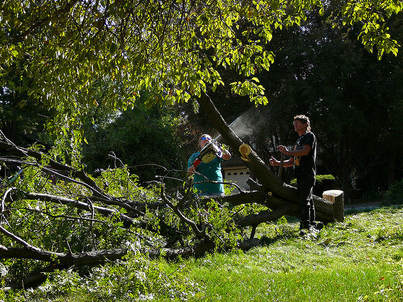 tree removal in helensvale