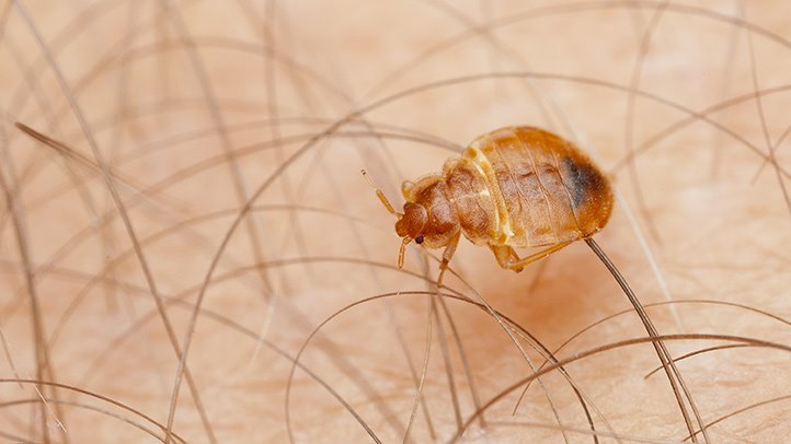 Bed bug guide What they look like ALT 722x406