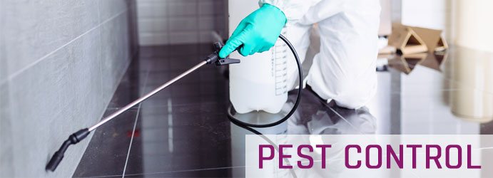 Pest Control Brisbane 1 1