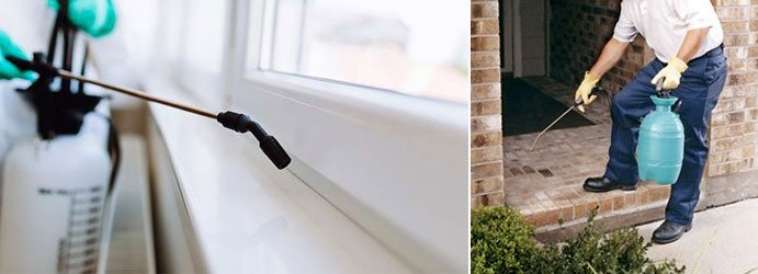 Pest Control Brisbane 2