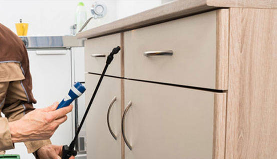 Pest Control Inspection Melbourne 1 1