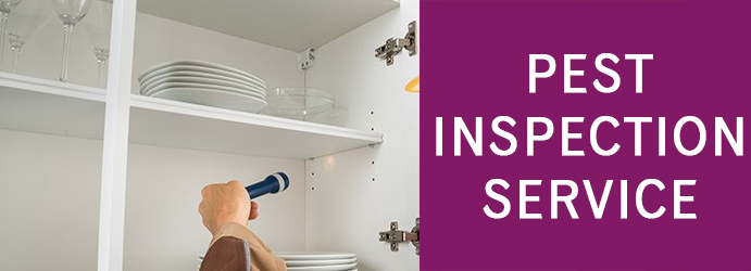 Pest Inspection Service in Melbourne