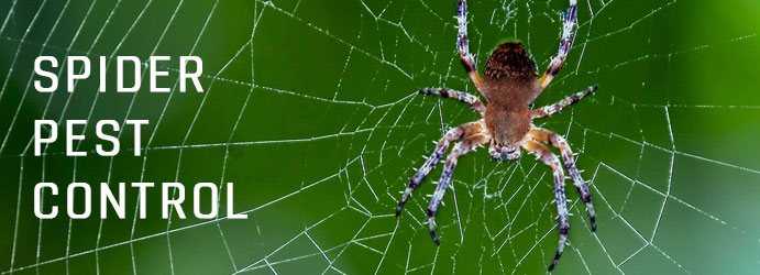 Spider Pest Control Brisbane 1