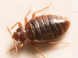 bed bug closeup