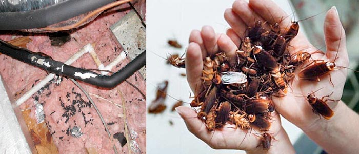 pest control brisbane 11
