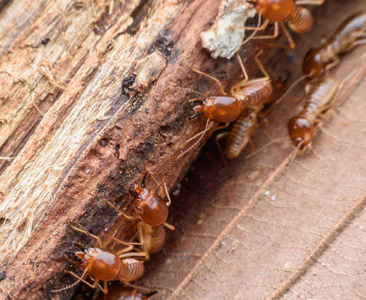 Termite Control Melbourne 1