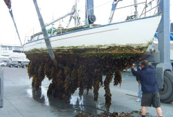 Boat Cleaning in Osborne Park WA