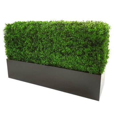 box hedge