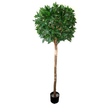 ficus tree