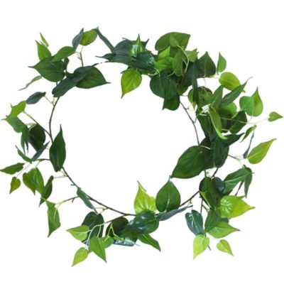 ivy rolls