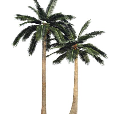 tall trees