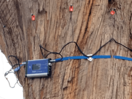 Tree Decay Assessment