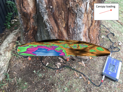tree Decay assessment two