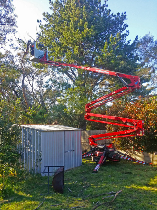 Dixons Trees Special crane