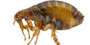 FLEAS CONTROL SERVICES BRISBANE