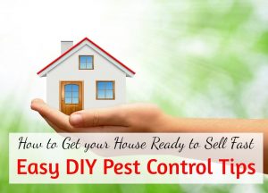 RESIDENTIAL PEST CONTROL BRISBANE