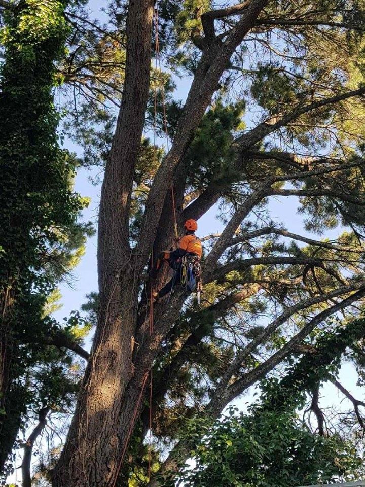 tree removal