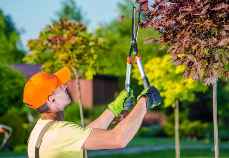 dons tree services tree pruning 768x530