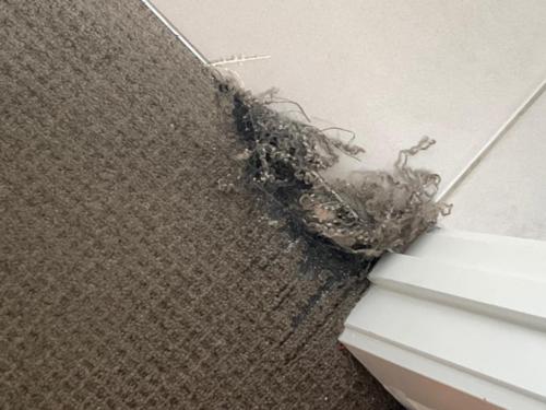 Carpet Repairs Australia
