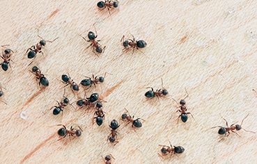 ant extermination