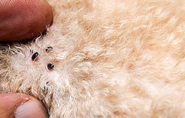 flea removal