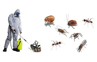 general pest