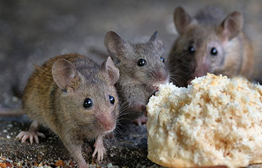 mice extermination
