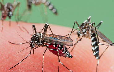 mosquitos extermination