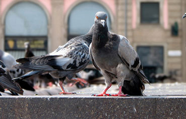 pigeons extermination
