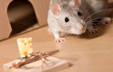 rats extermination
