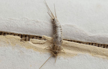 silverfish