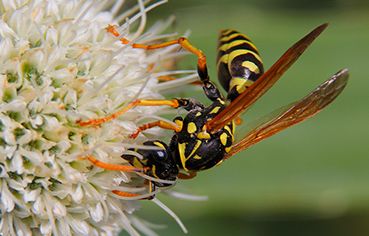 wasp control