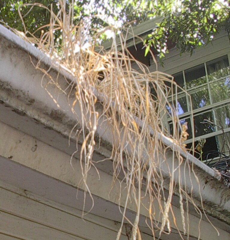 Dead gutter plant 1 1 768x800