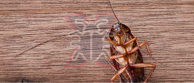 Pest Control Croydon