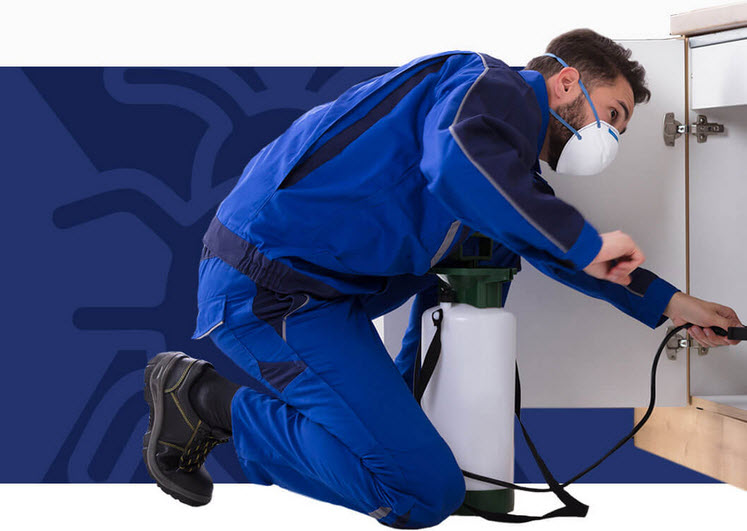 Pest Control Croydon