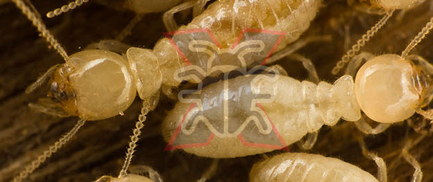 Pest Control Services....