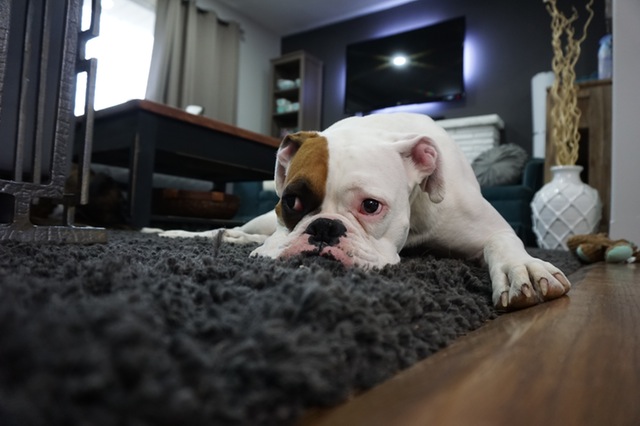 Carpet Cleaning Service in Rockingham
