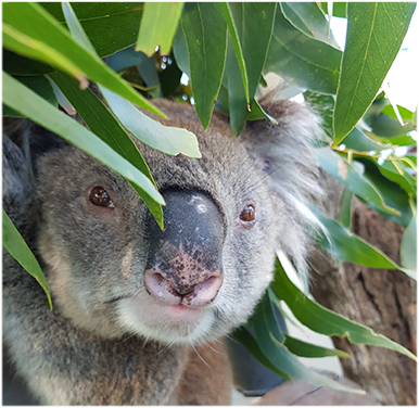 koala