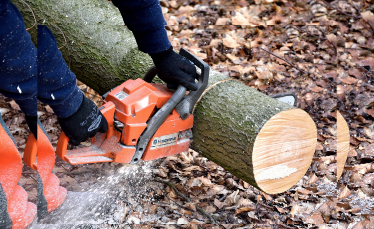 tree removal