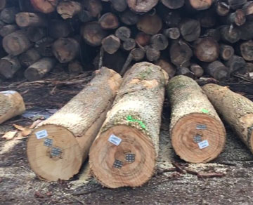 4. Log Fumigation